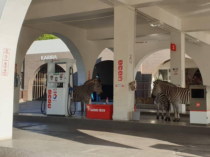 Only in Kariba will you find Zebra at a Total service station 
