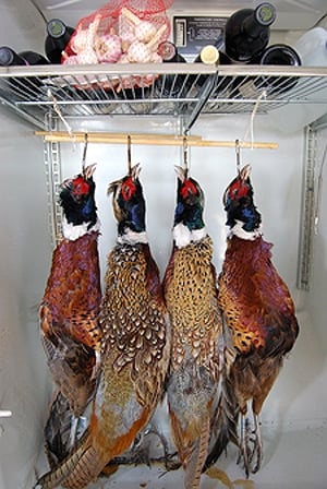 Hanging Pheasants Photo by Holly A. Heyser